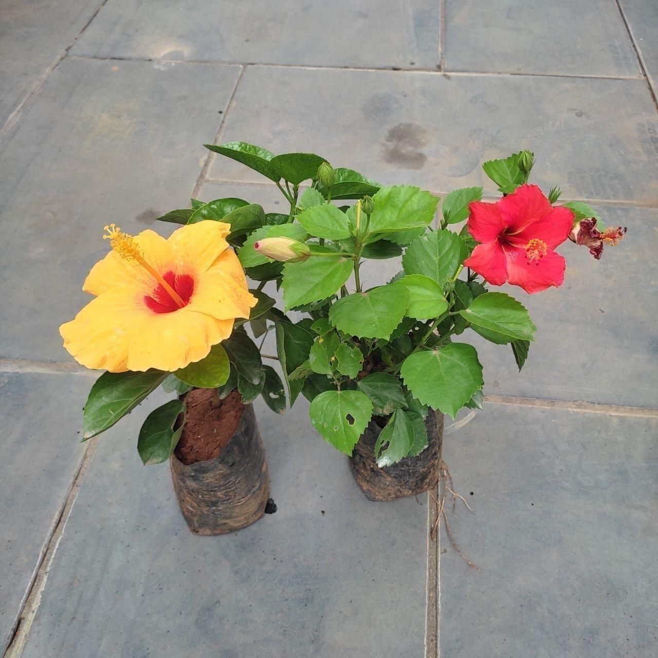 Set of 2 - Hibiscus / Gudhal (any colour) in 4 Inch Nursery Bag