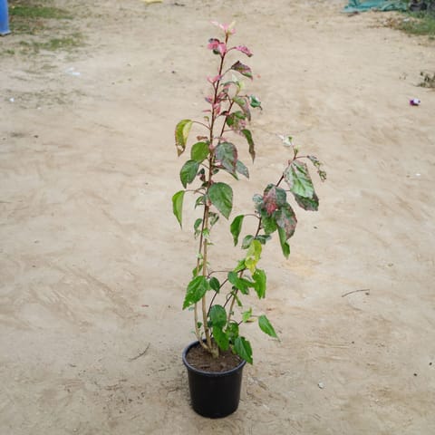 Varigated Hibiscus Desi / Gudhal in 6 Inch Nursery Pot