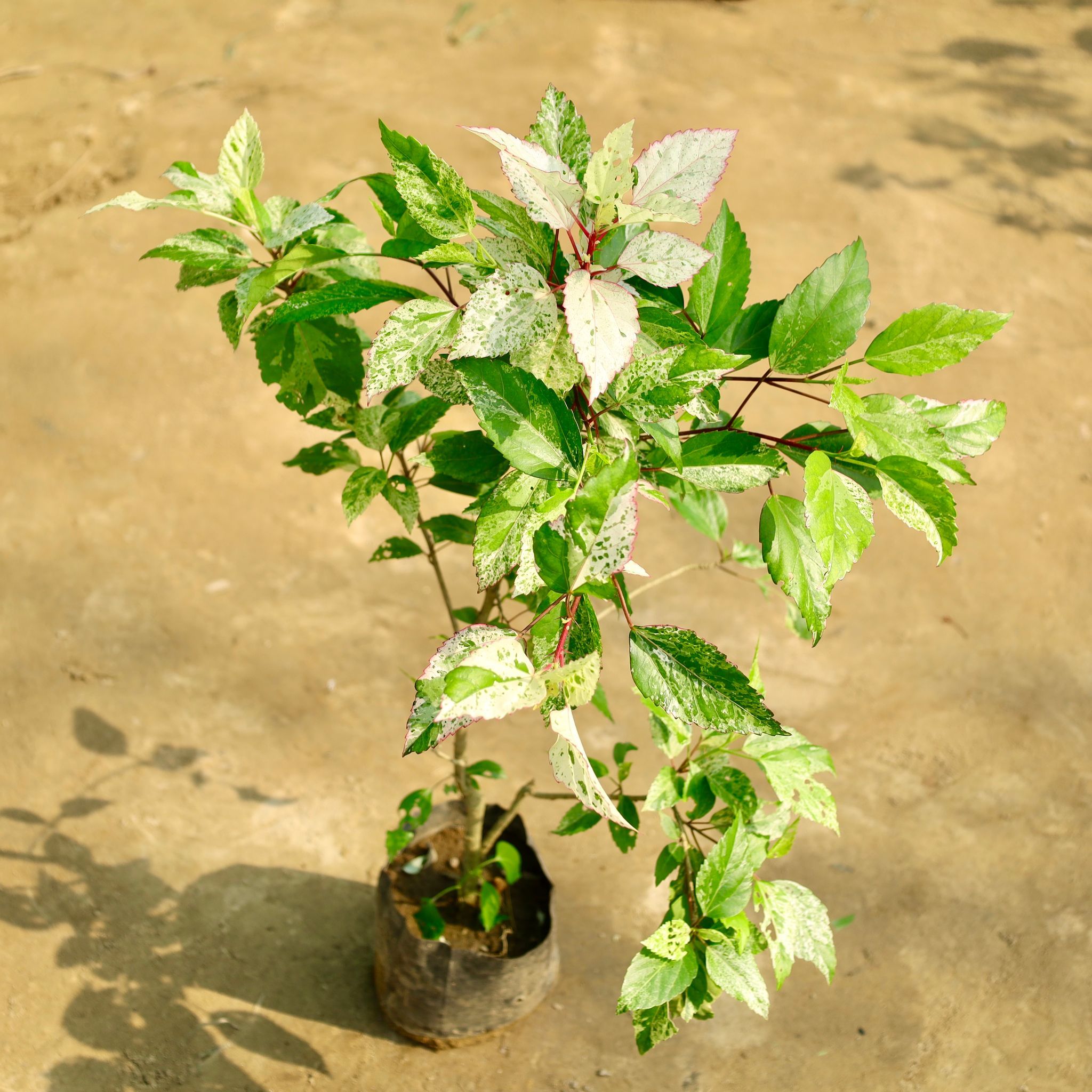 Hibiscus / Gudhal (Any Colour) in 8 Inch Nursery Bag