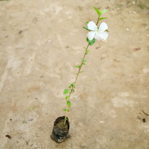 Hibiscus Desi / Gudhal (Any Colour) in 4 Inch Nursery Bag