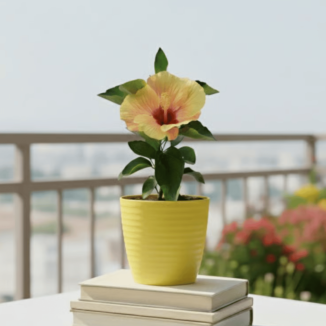 Hibiscus / Gudhal Dwarf (any colour) in 5 Inch Bloom Yellow Avora Premium Plastic Planter