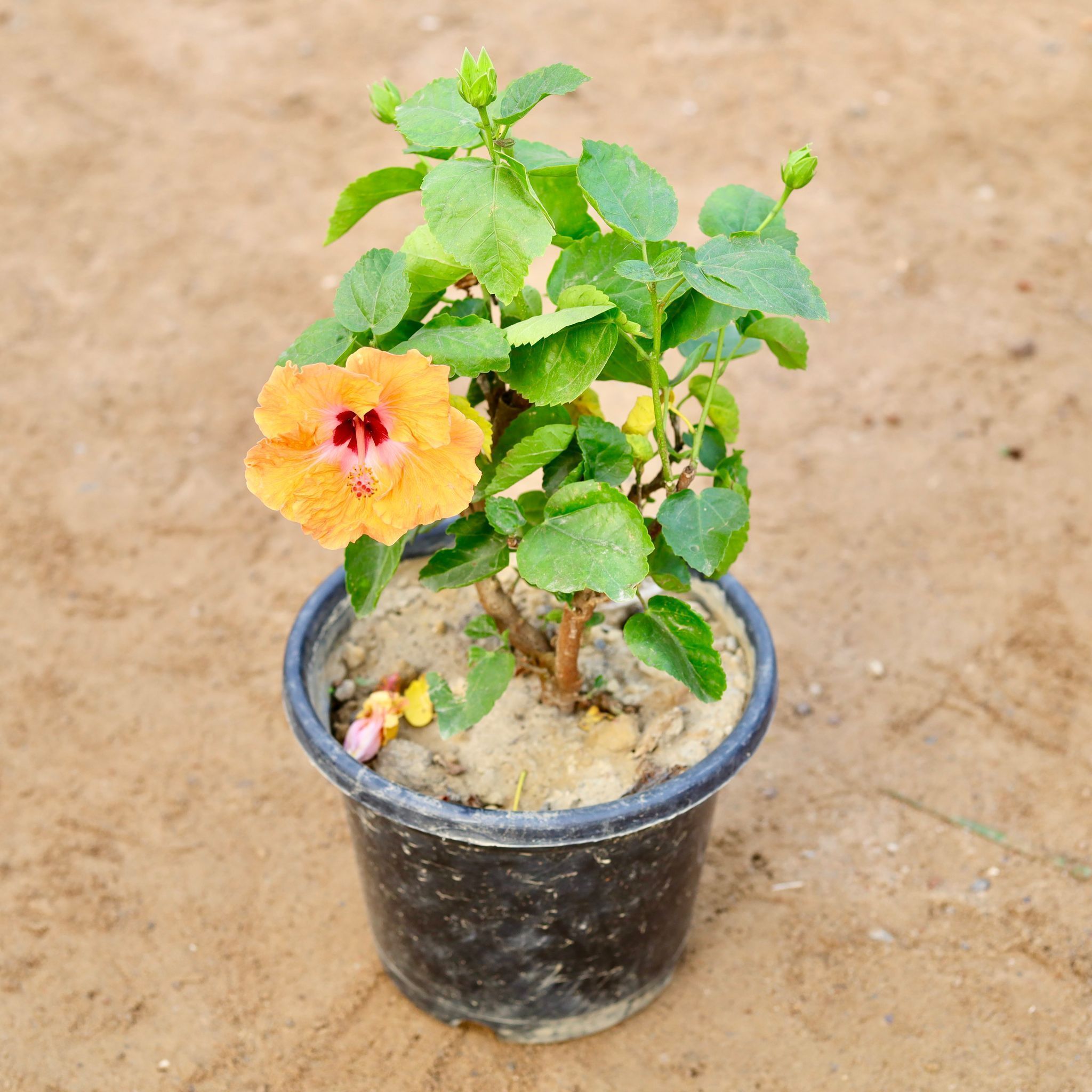 Gudhal / Hibiscus Hybrid (any colour) in 8 Inch Nursery Pot