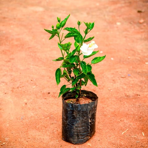 Hibiscus Dwarf White in 6 Inch Nursery Bag
