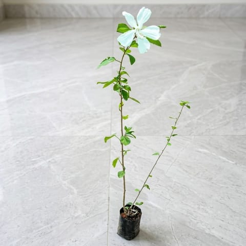 Hibiscus / Gudhal China White in 4 Inch Nursery Bag