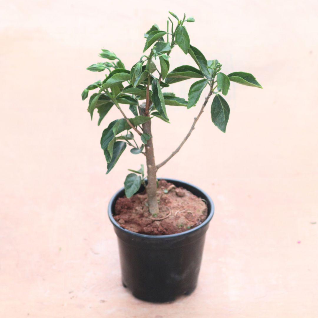Hibiscus / Gudhal Dwarf (Any Colour) in 8 Inch Black Nursery Pot