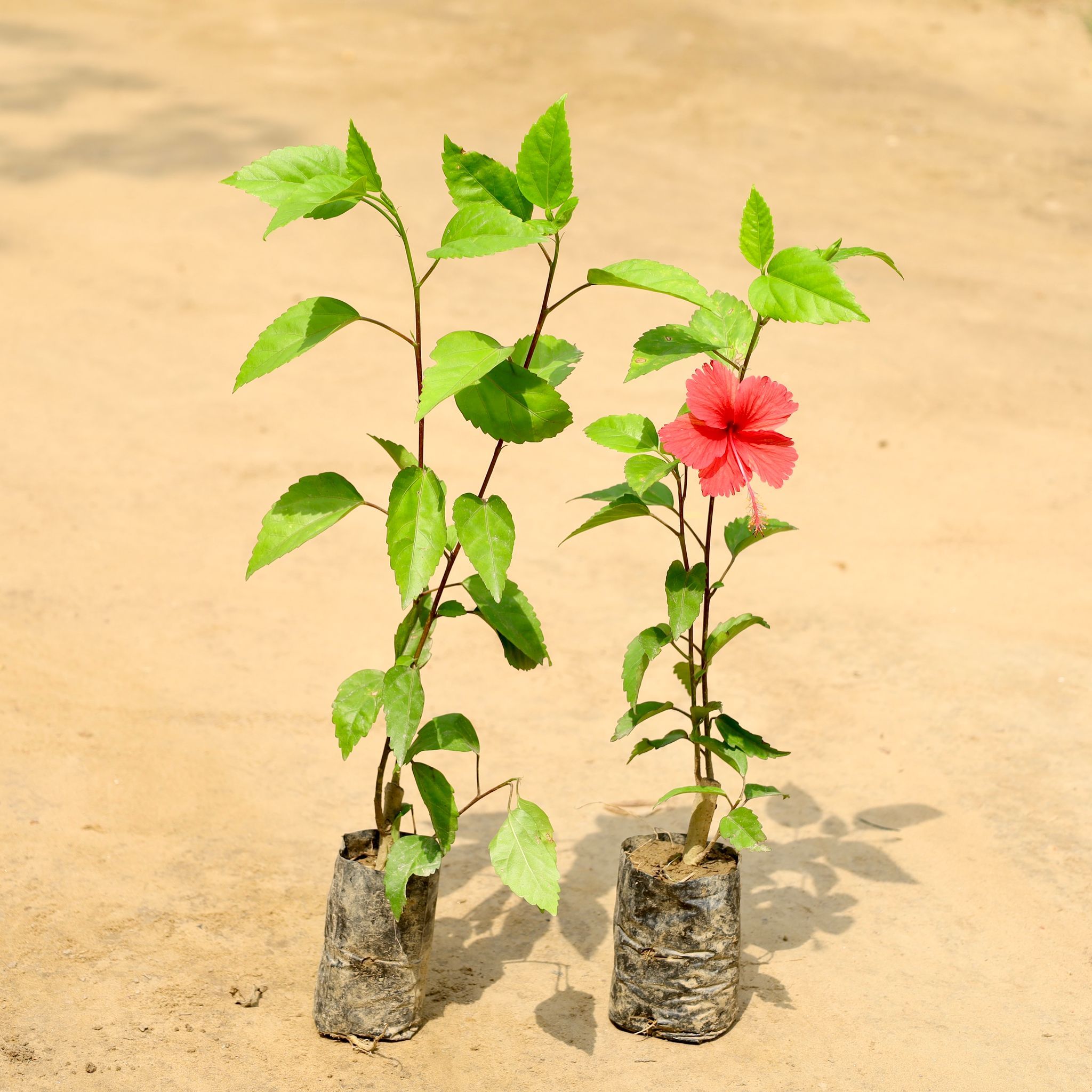 Set of - Hibiscus / Gudhal (Any Colour) in 4 Inch Nursery Bag