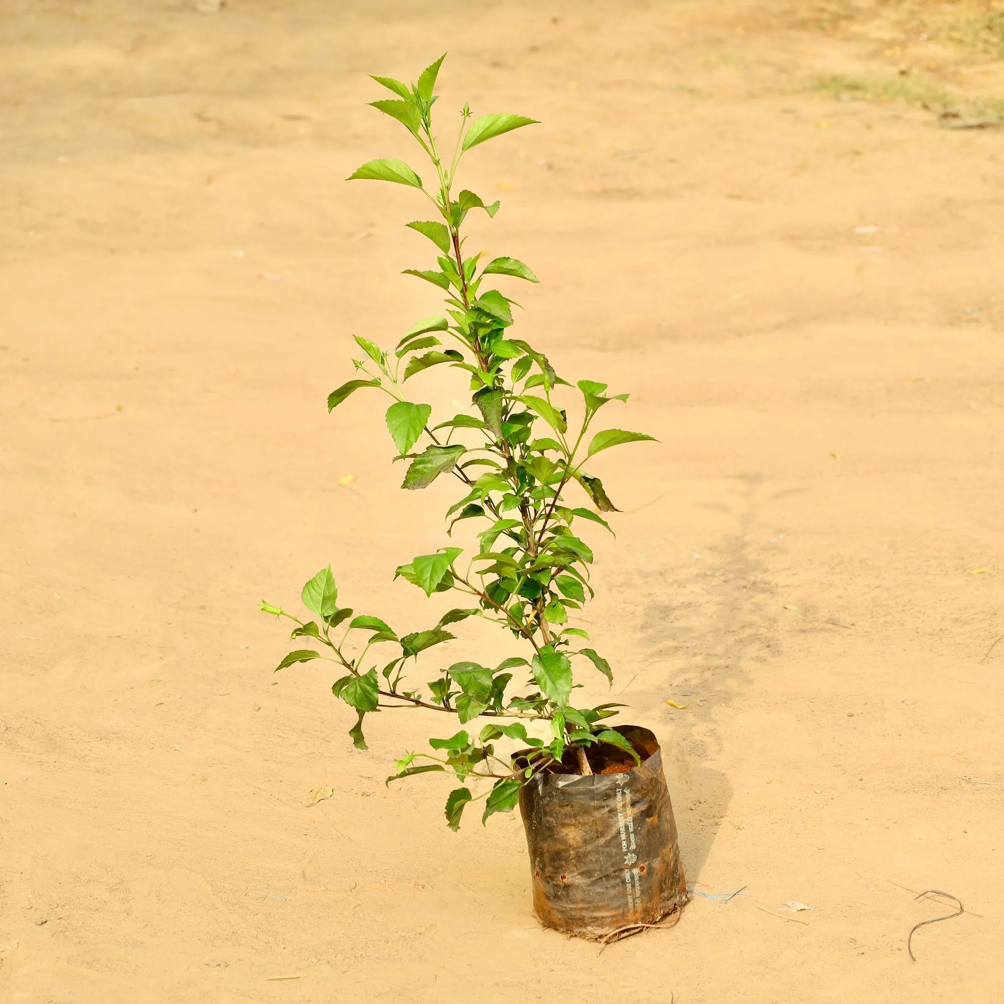 Hibiscus Desi White in 6 Inch Nursery Bag