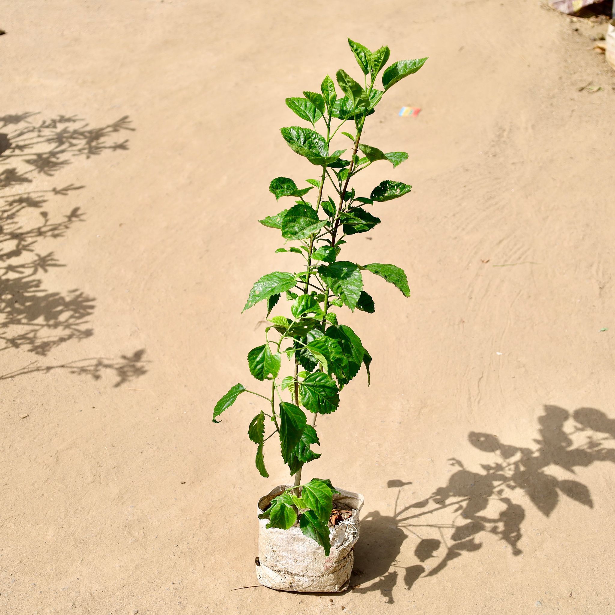 Desi Hibiscus / Gudhal in 8 inch Nursery Bag