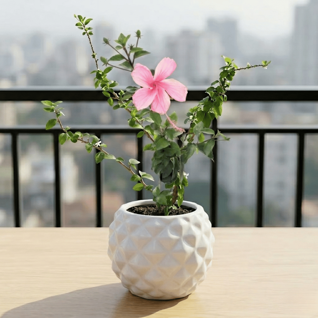 Hibiscus / Gudhal China Pink in 4 Inch Classy Pineapple Textured Ceramic Pot?( Any Color )