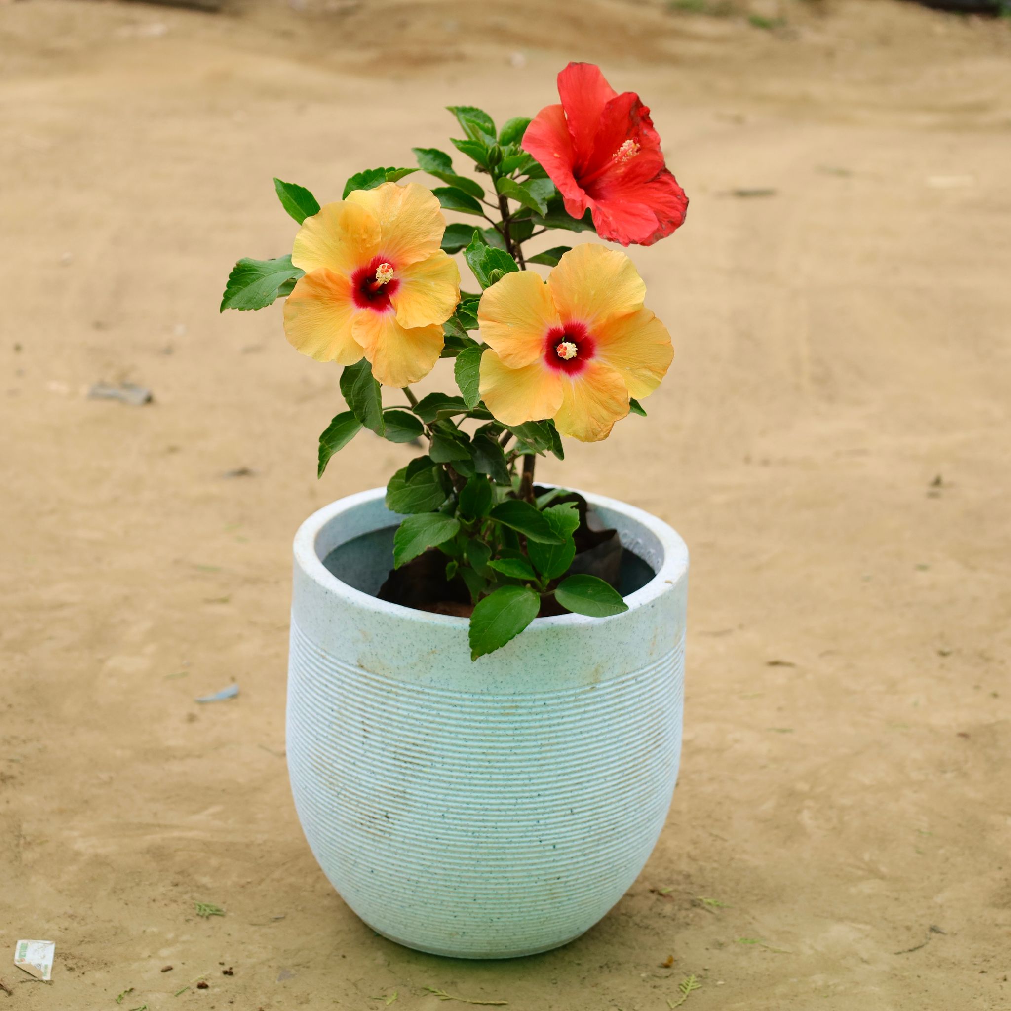 Hibiscus Dwarf (any color) in 12 X 12 Inch White Premium Orbis Fiberglass Planter