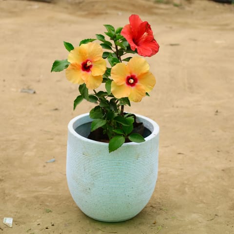 Hibiscus Dwarf (any colour)in 12 X 12 Inch White Premium Orbis Fiberglass Planter