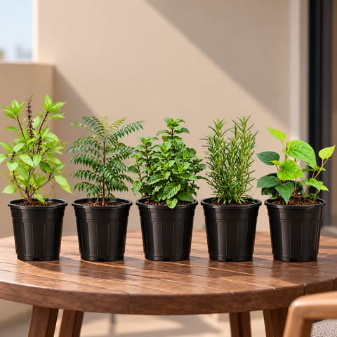 Herbs & Wellness Plants - Set of 5 -  Rama Tulsi, Curry Patta, Mint / Pudina, Rosemary & Paan / Betel Leaf in 6 Inch Black Super Nursery Pot