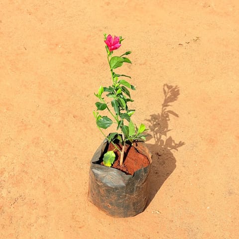Hibiscus / Gudhal Mirchi (any colour)in 6 Inch Nursery Bag