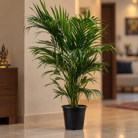Areca Palm (~ 3- 3.5 Ft) in 10 Inch Nursery Pot | Air Purifying | Home Decor