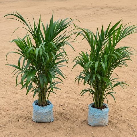 Set of 2 - Areca Palm (2.5- 3 Ft) in 6 Inch Nursery bag | Air Purifying Plants