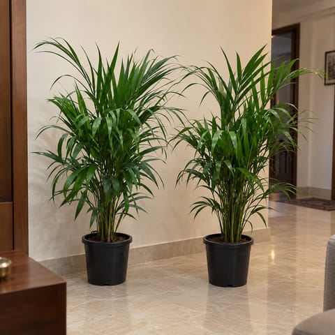 Fresh Space Duo - Set of 2 - Areca Palm (2.5- 3 Ft) in 8 Inch Nursery Pot | Air Purifying Plants | Tall Indoor Plants