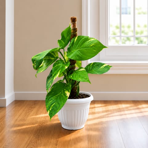 Money Plant Green With Moss Stick (~ 1.5 Ft) In 8 Inch White Olive Plastic Pot | Big Money Plant