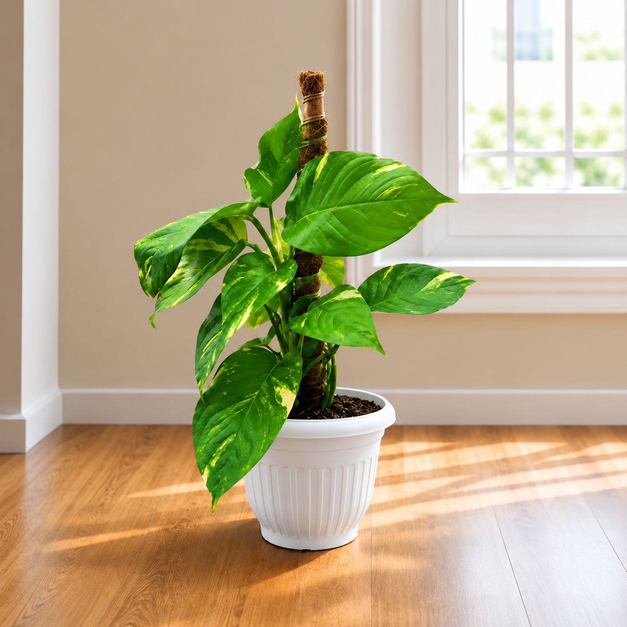 Money Plant Green With Moss Stick (~ 1.5 Ft) In 8 Inch White Olive Plastic Pot | Big Money Plant