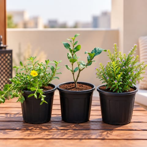 Outdoor Plants - Set of 3 - Cuphea / False Heather, Portulaca Moss Rose (any colour) & Mogra / Jasmine in 6 inch Black Nursery Pot| Flowering Collection