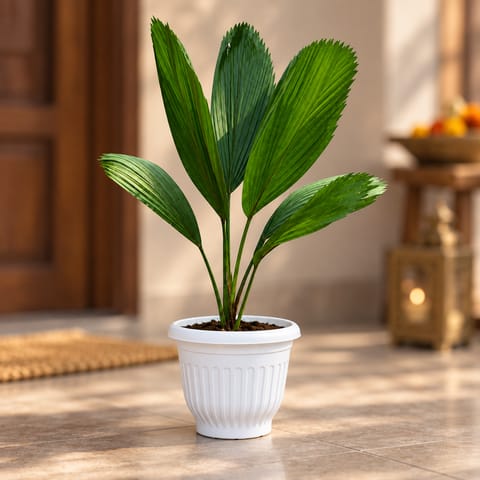 Ruffled Fan palm (~2 ft) in 10 Inch White Olive Plastic Pot