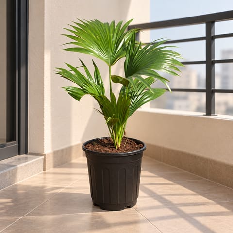 China Palm / Fan Palm in 6 Inch Black Super Nursery Pot
