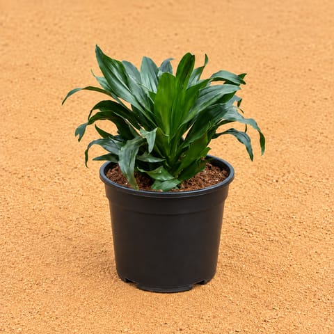 Dracaena Compactain 6 Inch Black Super Nursery Pot