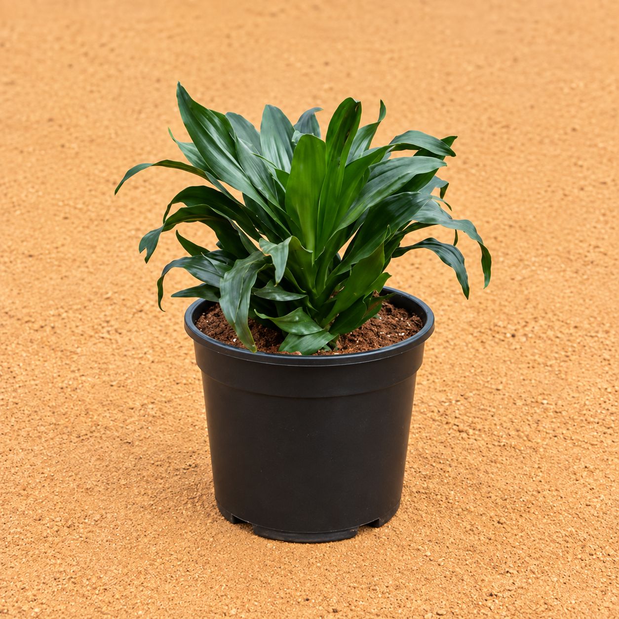 Dracaena Compactain 6 Inch Black Super Nursery Pot