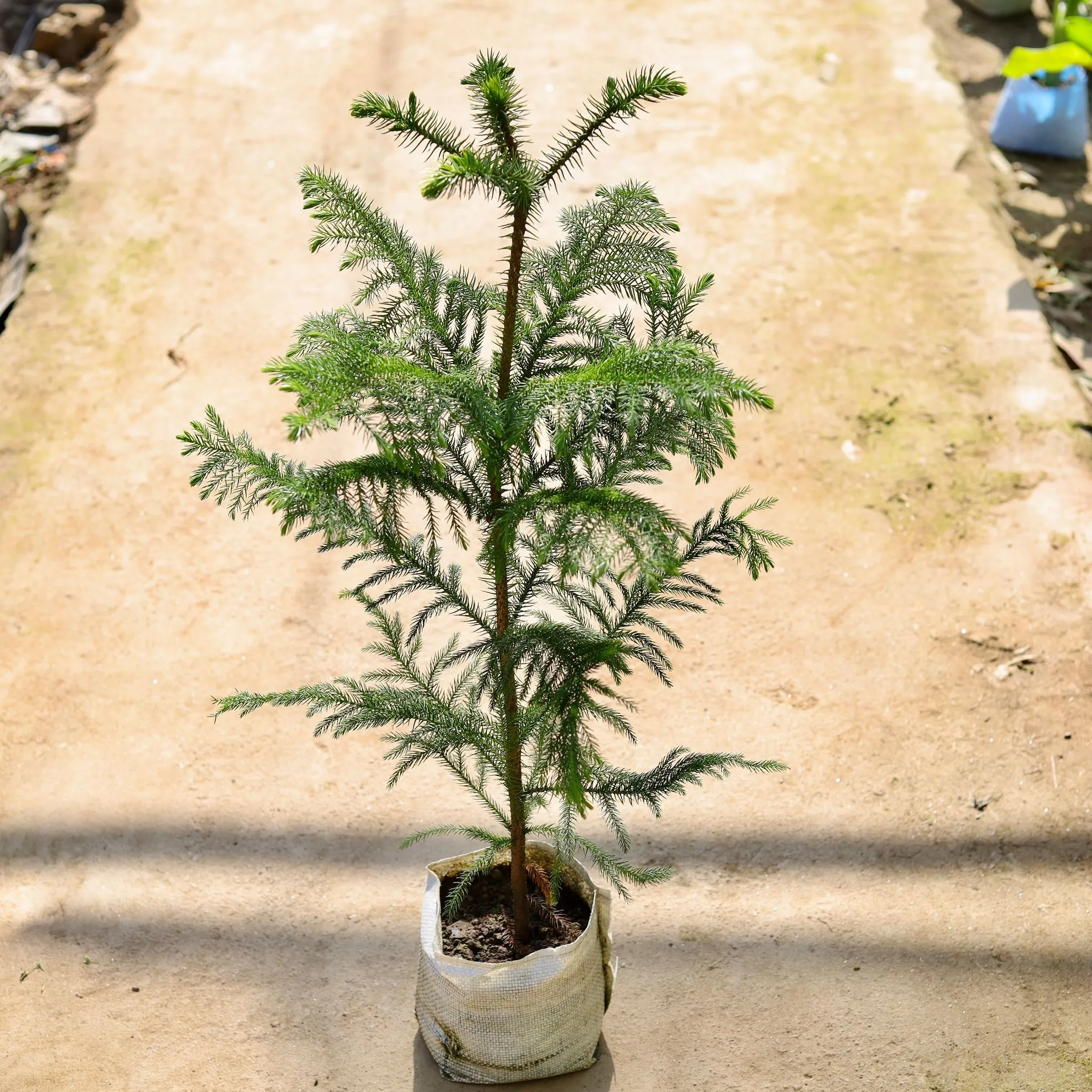 Araucaria in 8 Inch Nursery bag