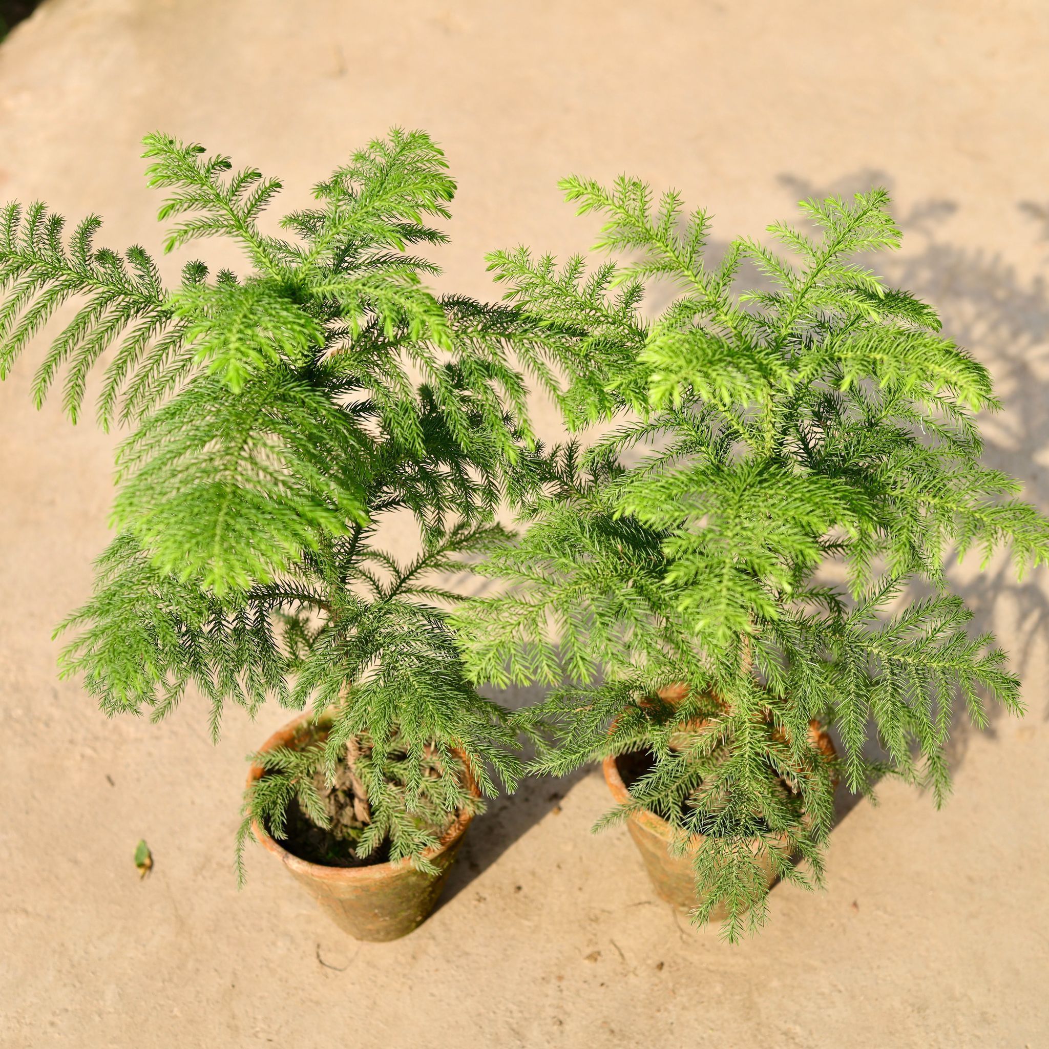 Set of 2 - Araucaria / Christmas Tree in 5 Inch Nursery Pot