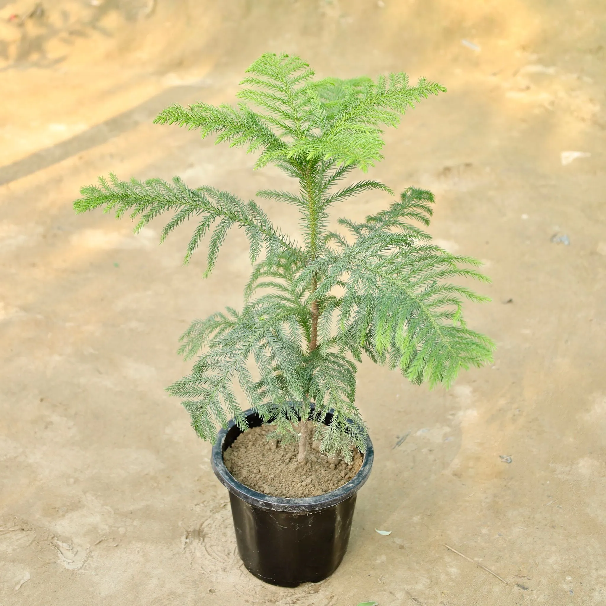 Araucaria / Christmas Tree in 8 Inch Nursery Pot