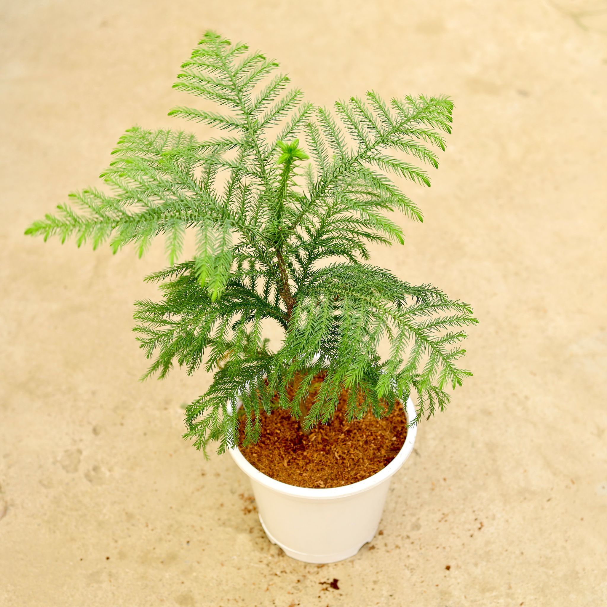 Araucaria / Christmas Tree in 8 Inch White Nursery Pot