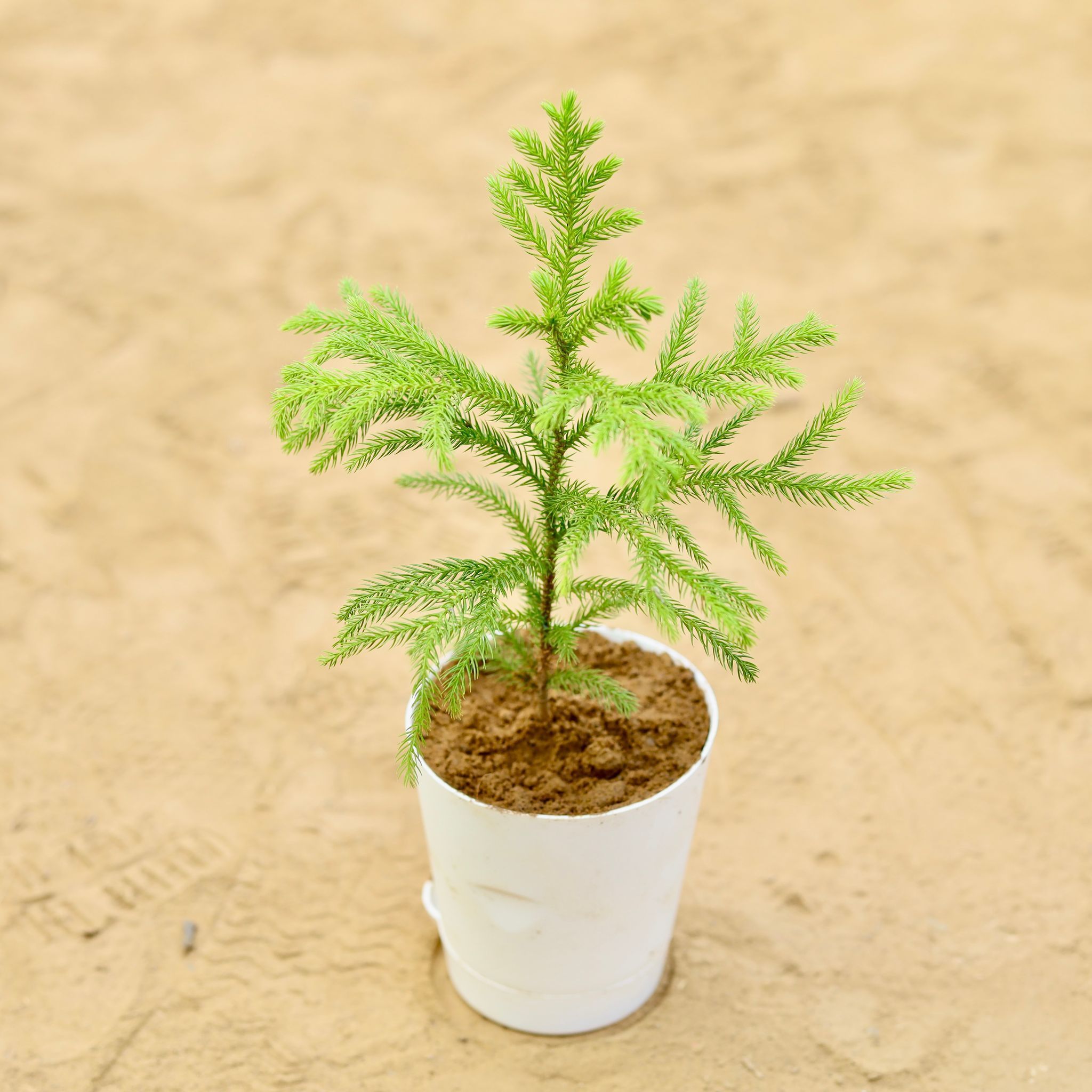 Araucaria Baby in 4 inch White Florence Self Watering Pot