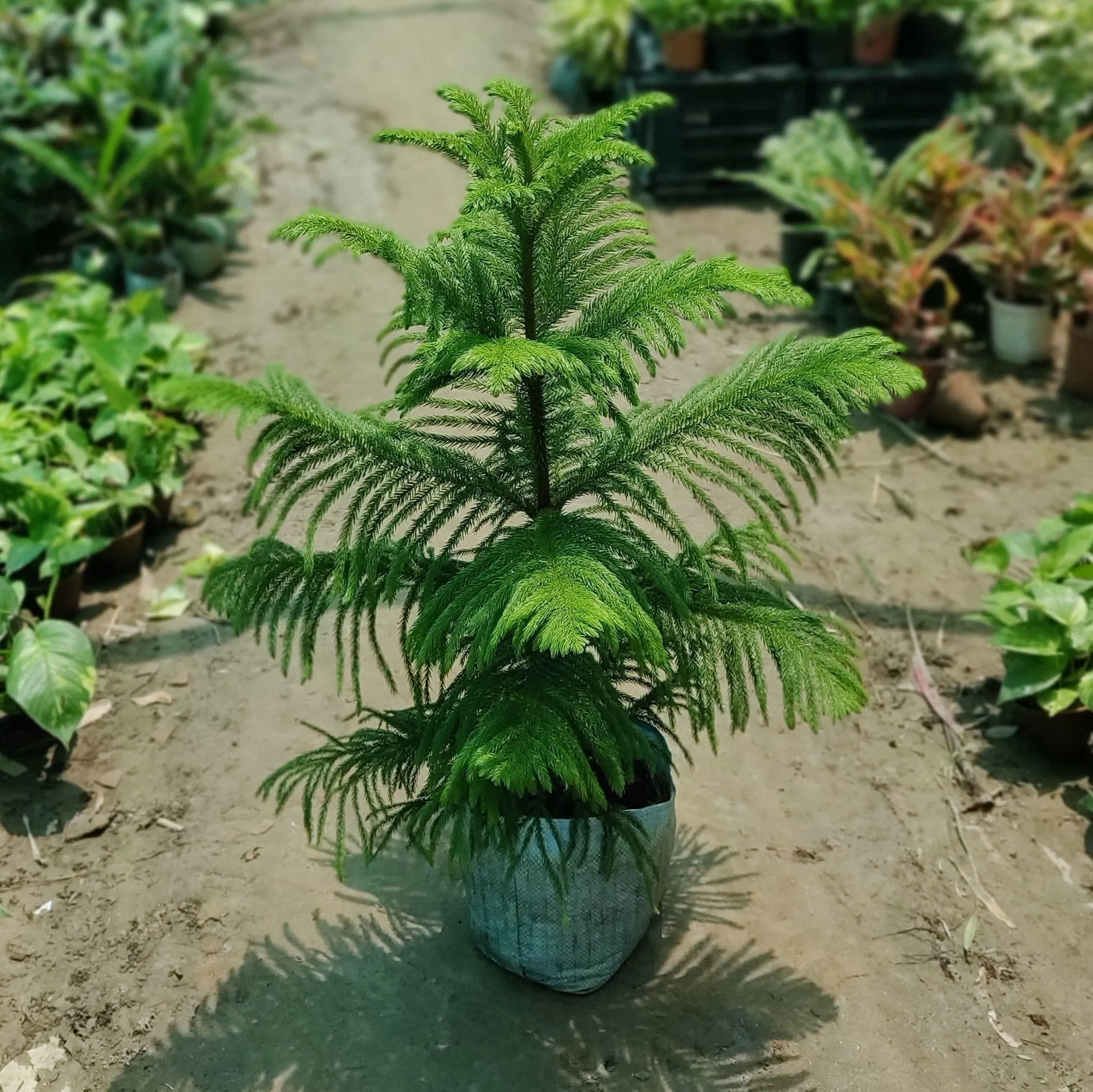 Araucaria Christmas Tree (~3 Ft.) in 10 Inch Nursery Bag
