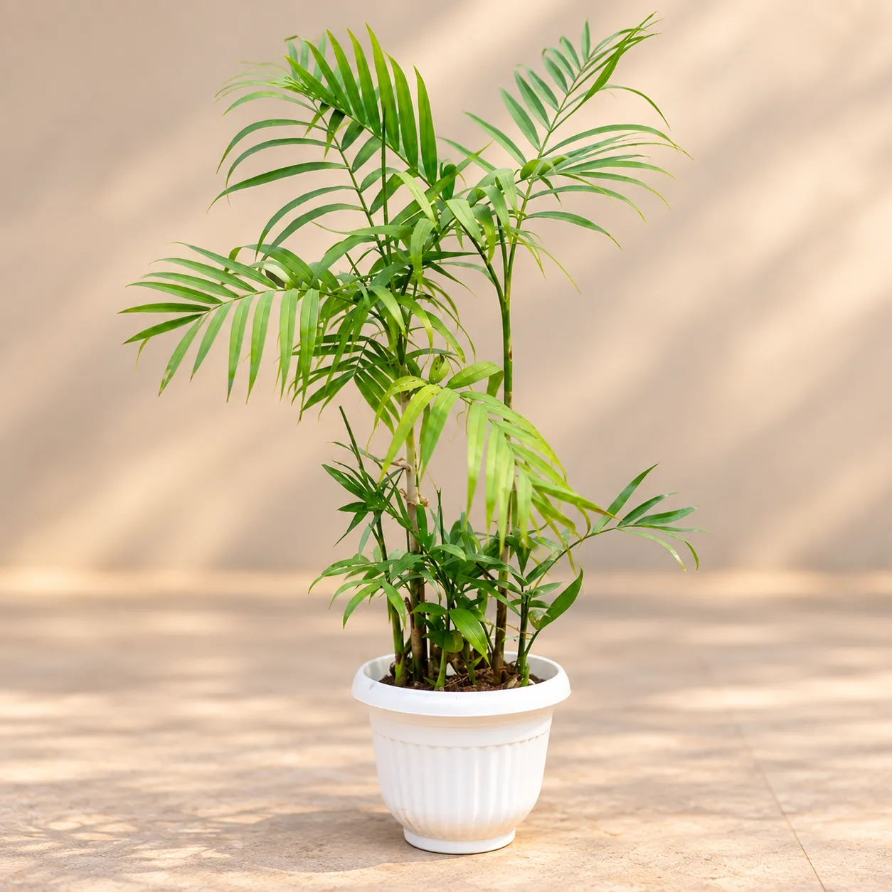 Cane Palm (~2-2.5 Ft) in 10 Inch White Olive Plastic Pot