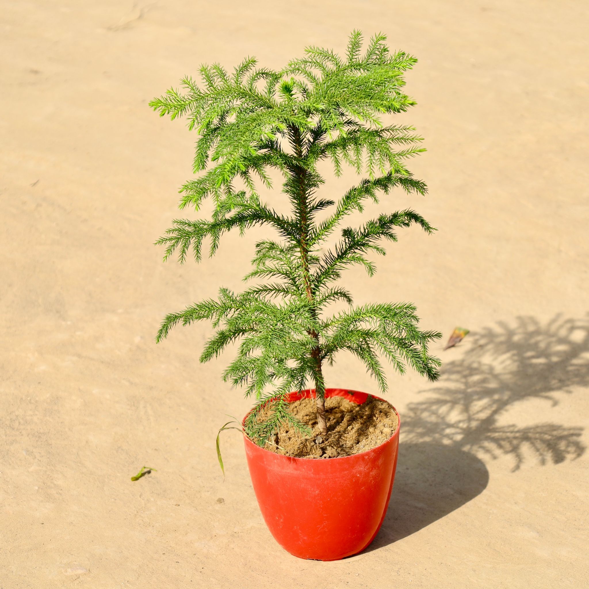 Araucaria / Christmas Tree in 6 Inch Red Premium Orchid Round Plastic Pot
