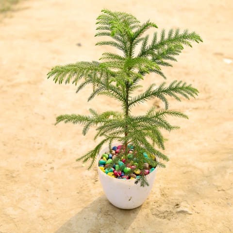 Araucaria / Christmas Tree in 6 Inch White Premium Orchid Round Plastic Pot