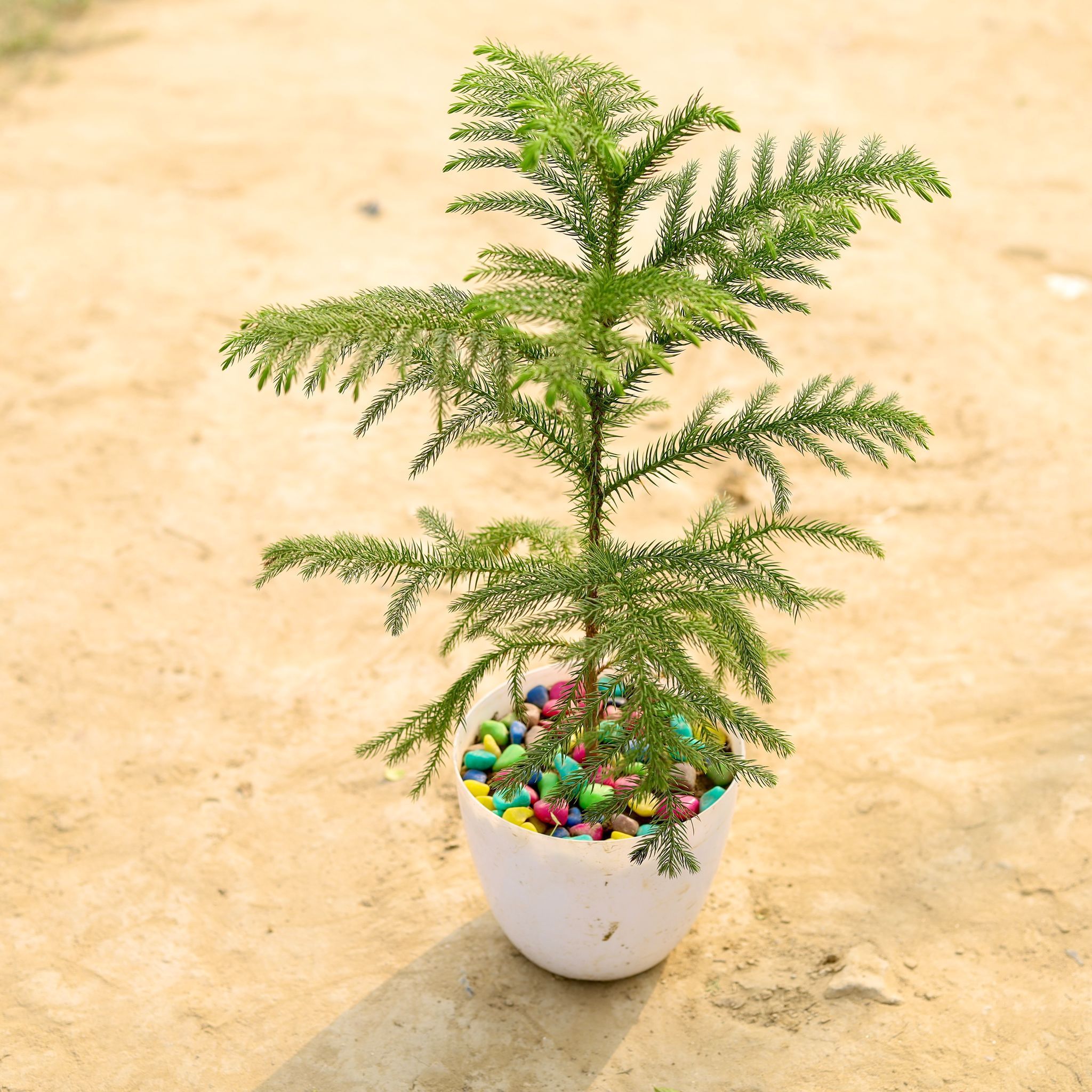 Araucaria / Christmas Tree in 6 Inch White Premium Orchid Round Plastic Pot