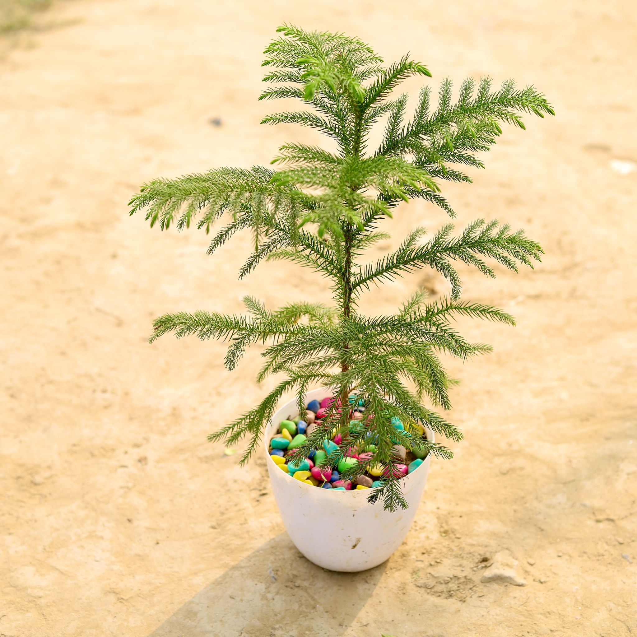 Araucaria / Christmas Tree in 6 Inch White Premium Orchid Round Plastic Pot