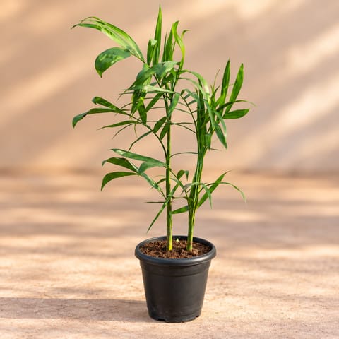Cane Palm (~2-2.5 ft) in 8 Inch Black Classy Plastic Pot