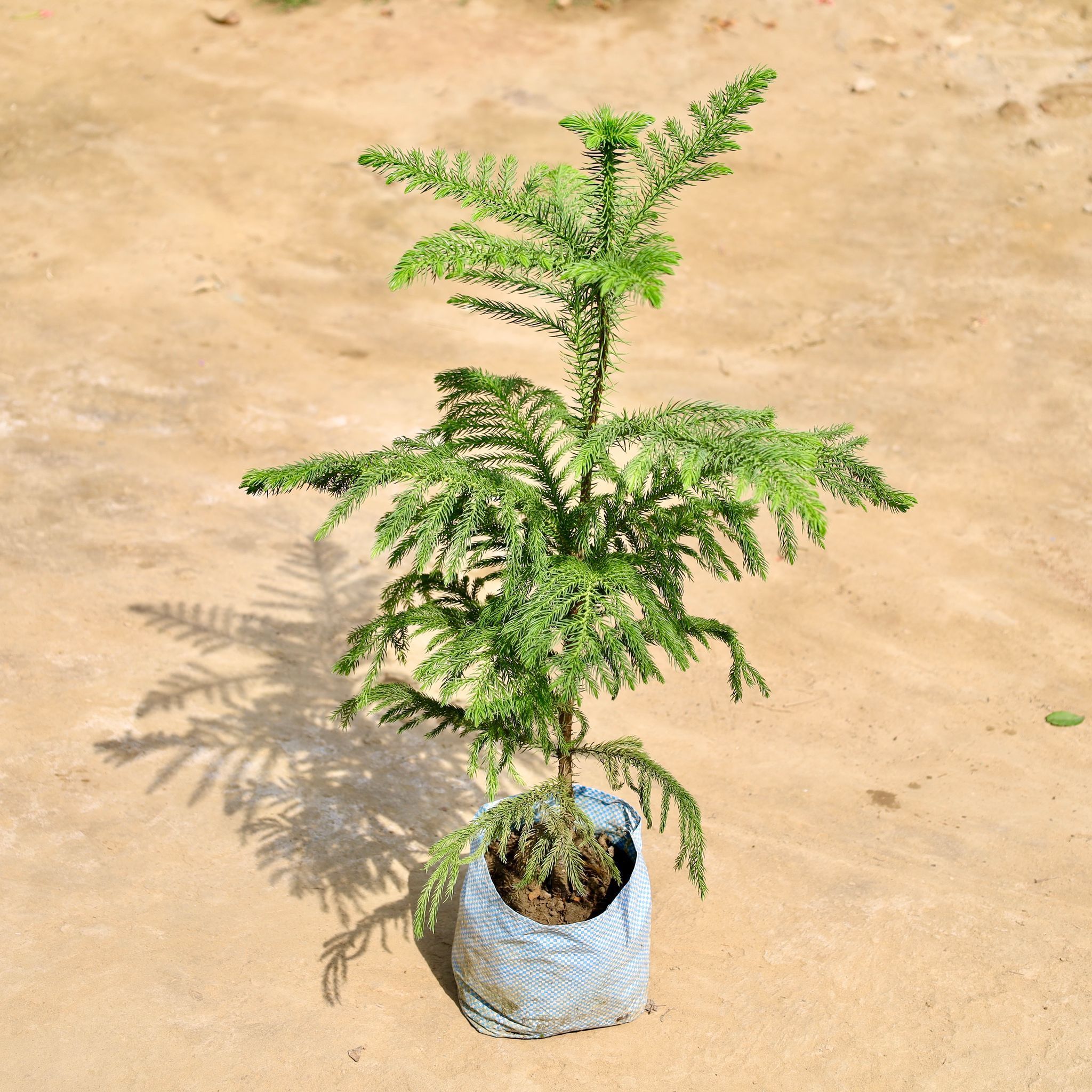 Araucaria / Christmas Tree in 7 Inch Nursery Bag