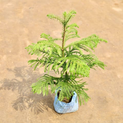 Araucaria / Christmas Tree in 7 Inch Nursery bag