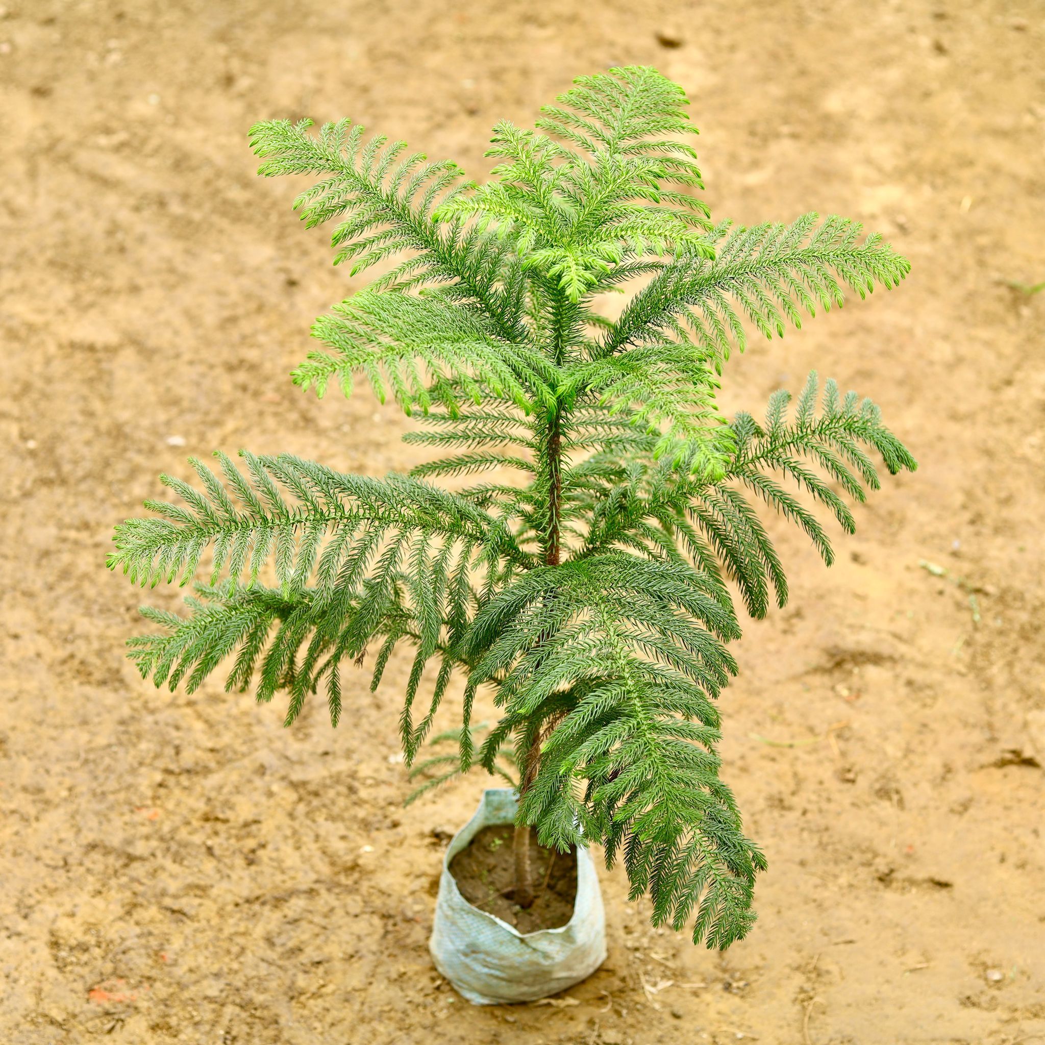 Araucaria / Christmas Tree in 7 Inch Nursery Bag