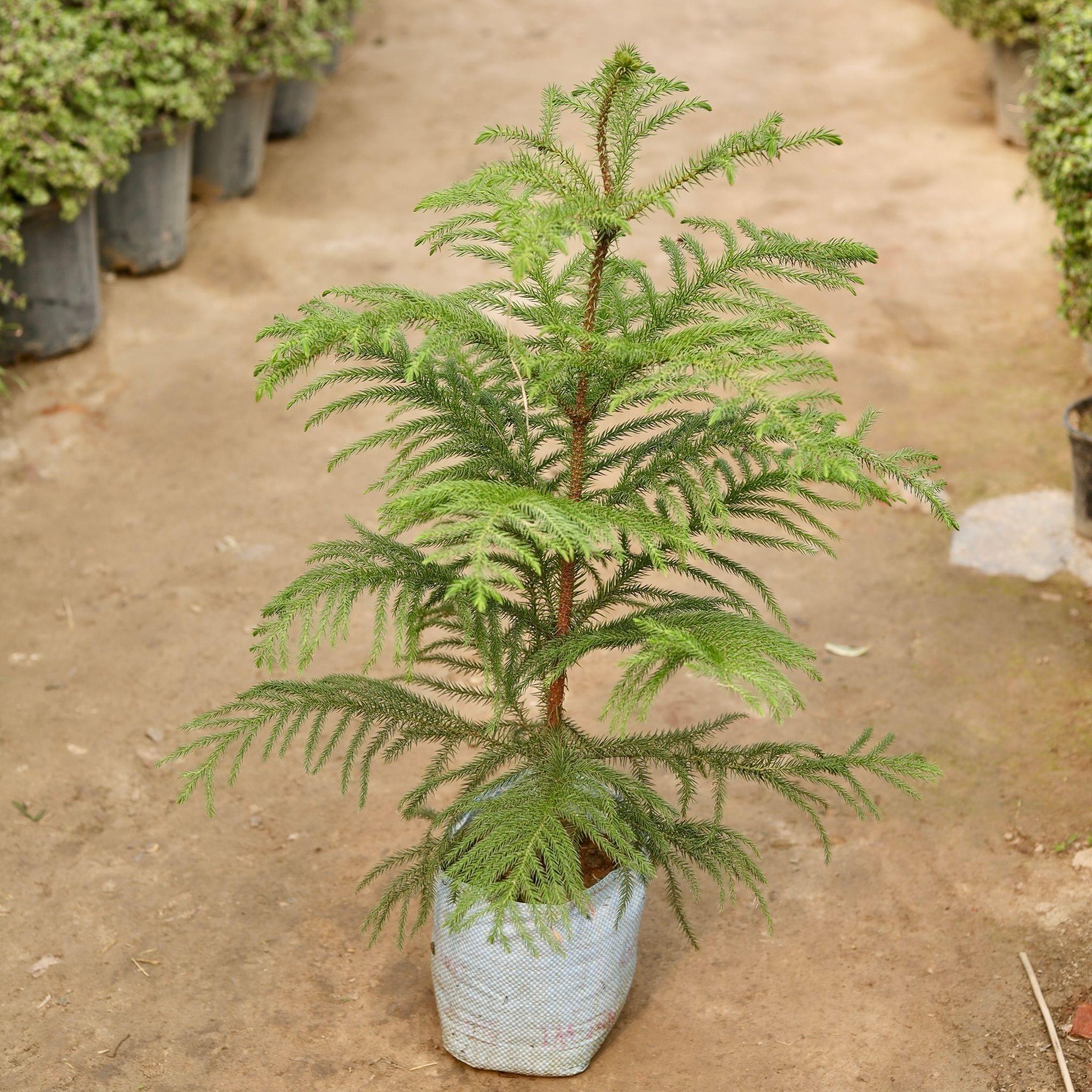 Araucaria / Christmas Tree in 8 Inch Nursery Bag