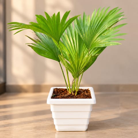 China Palm / Fan Palm in 6 Inch White Marble Premium Orchid Square Plastic Pot