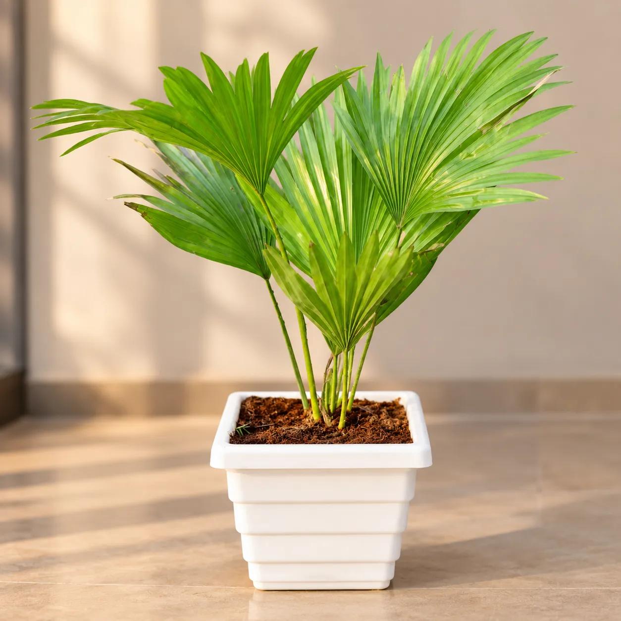 China Palm / Fan Palm in 6 Inch White Marble Premium Orchid Square Plastic Pot