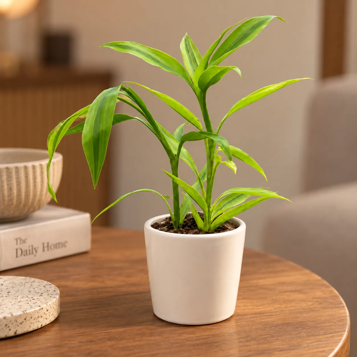 Lucky Bamboo Golden in 4 Inch White Classy Cylindrical Ceramic Pot