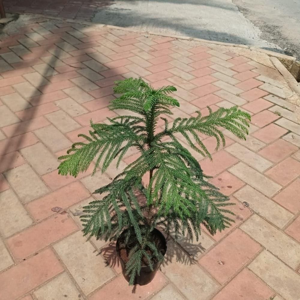Araucaria / Christmas Tree in 5 Inch Nursery Pot