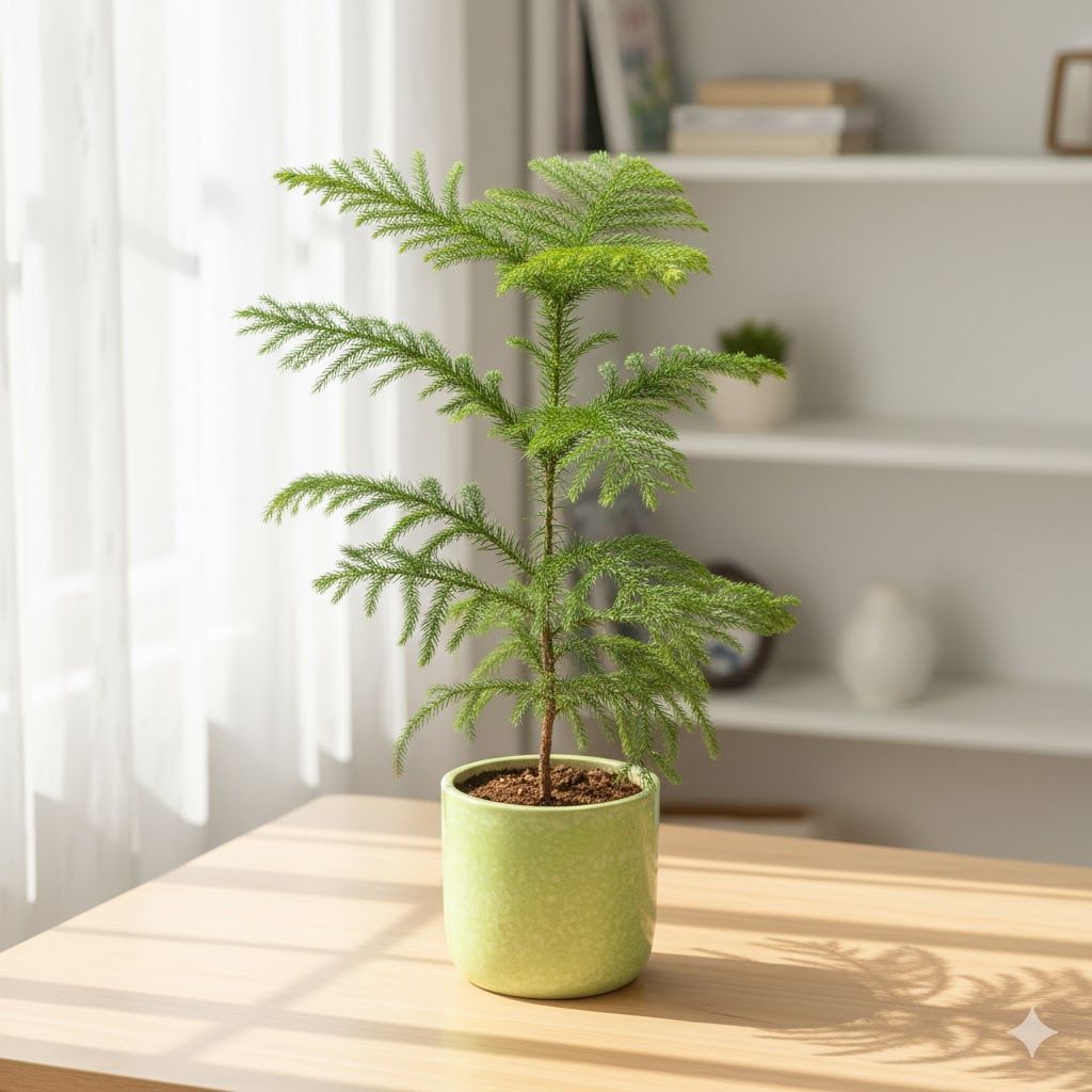 Araucaria / Christmas Tree in 6 Inch Green Classy Cup Ceramic Pot