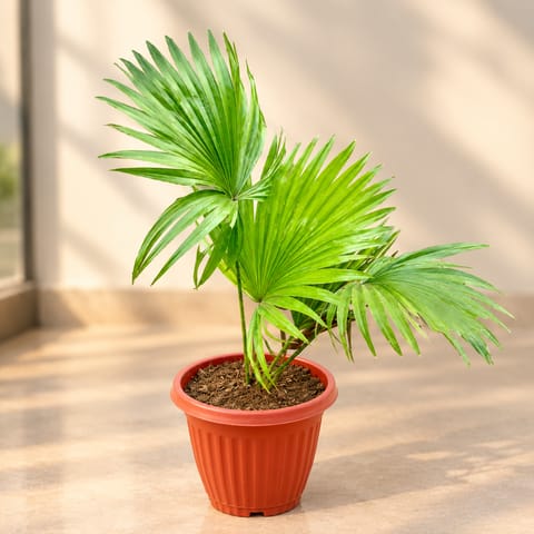 China Palm / Fan Palm in 8 inch Terracotta Red Olive Plastic Pot