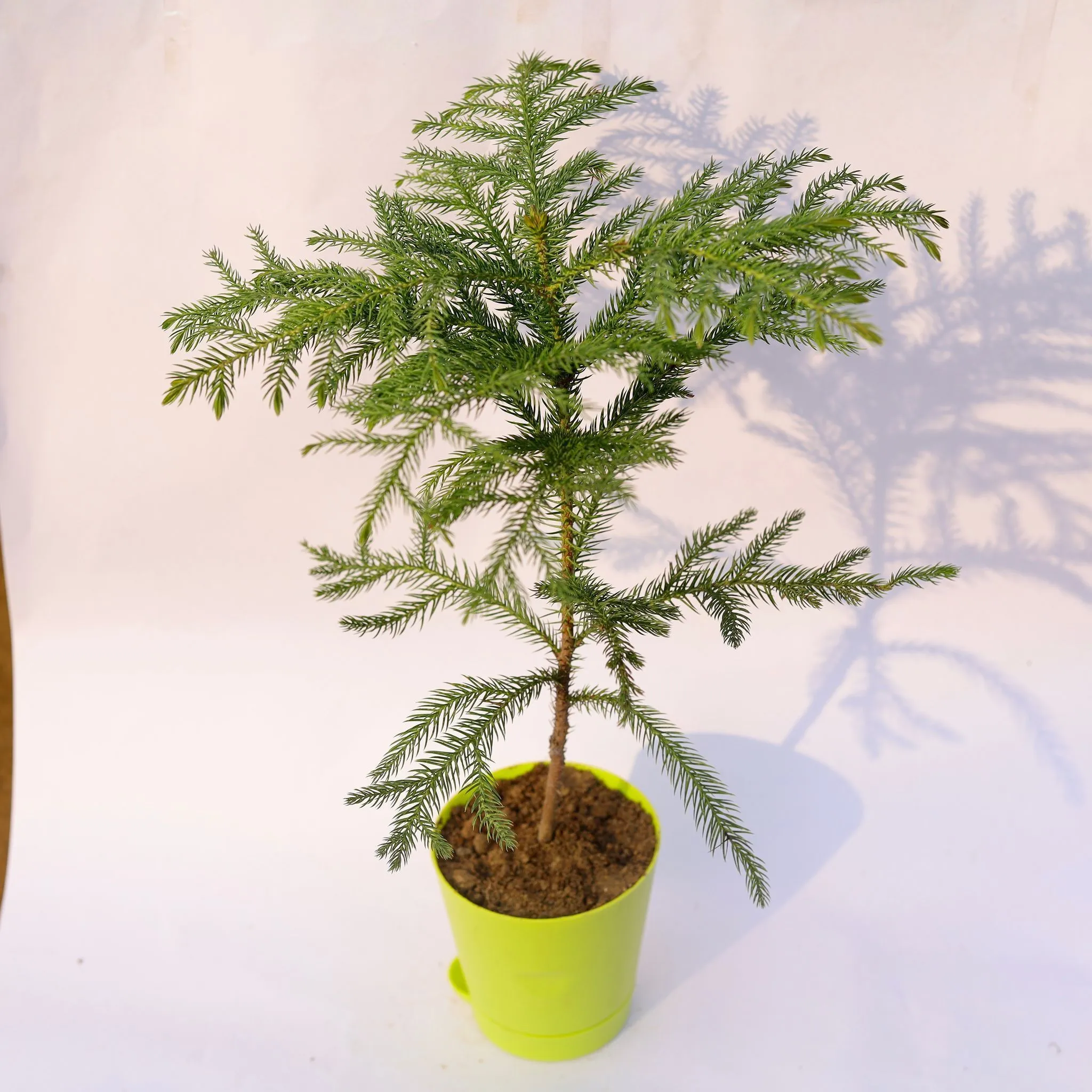 Araucaria / Christmas Tree in 4 Inch Green Florence Self Watering Pot